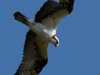 birdfest-osprey-sighting