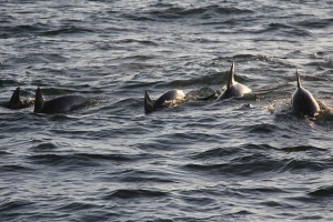 Orange-Beach-dolphins-300x200