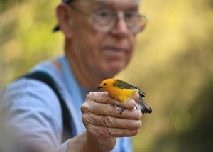 Bob Sargent Bird Banding Project Alabama
