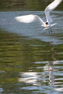 Coastal Wildlife Photo Tips