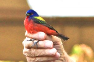 Alabama Coastal Birding Trail