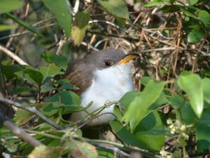 Yellow billed cuckoo