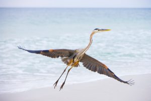 Alabama Coastal Birdwatching Trail