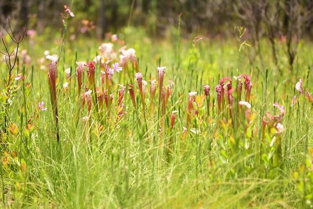 Graham Creek Nature