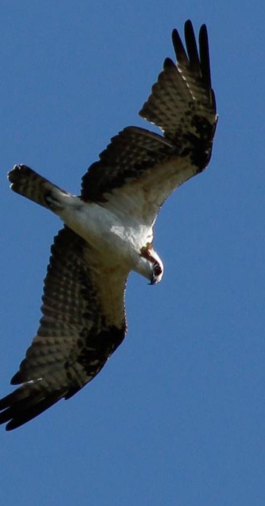 Osprey flying