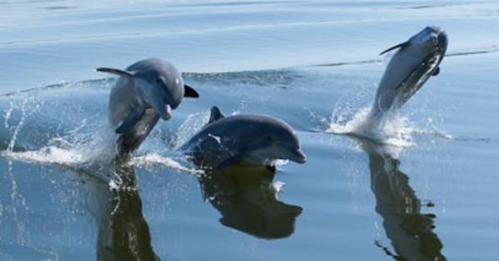 Dolphins jumping out of the water