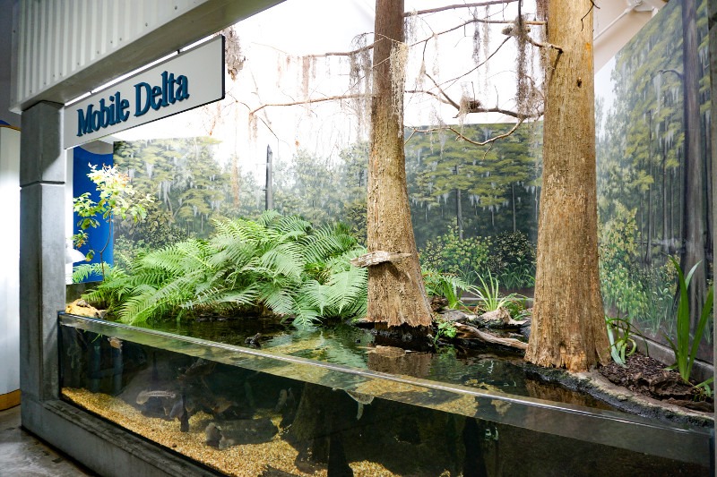 The Estuarium at Dauphin Island Sea Lab is a Coastal Alabama treasure